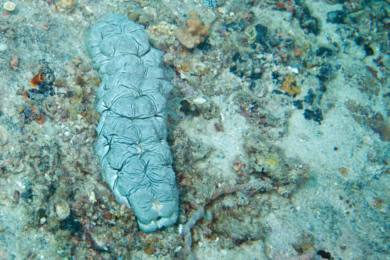  Stichopus vastus (Star Sea Cucumber, Brown Curryfish)